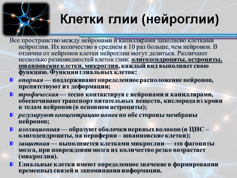 Клетки глии (нейроглии) Все пространство между нейронами и капиллярами заполнено клетками нейроглии. Их количество